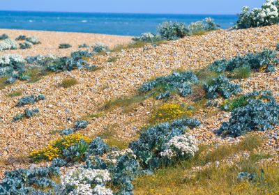 Dungeness National Nature Reserve
