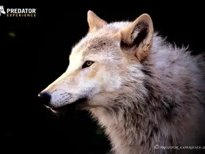 PREDATOR EXPERIENCE - Wolf Experience UK