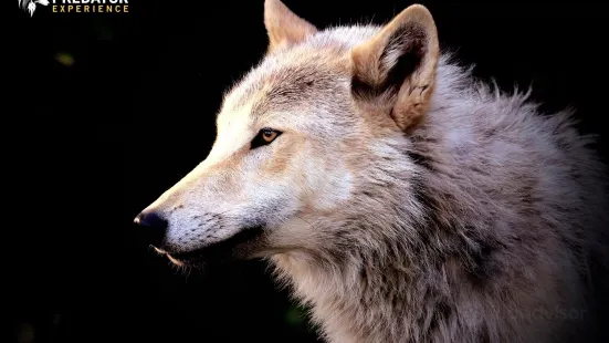 PREDATOR EXPERIENCE - Wolf Experience UK