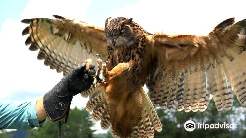 New England Falconry