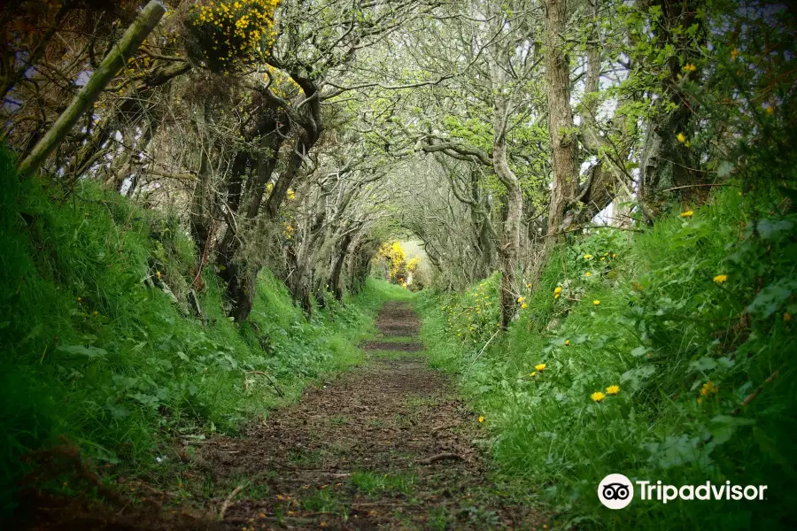 Ballynoe Stone Circle