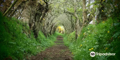 Ballynoe Stone Circle