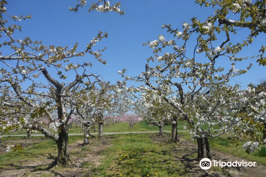 Parkway Orchards