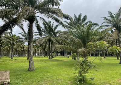 Jardin botanique de Bingerville