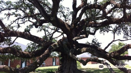 Imperial Calcasieu Museum