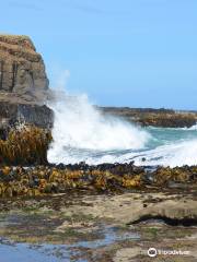 Curio Bay Natural Heritage Centre