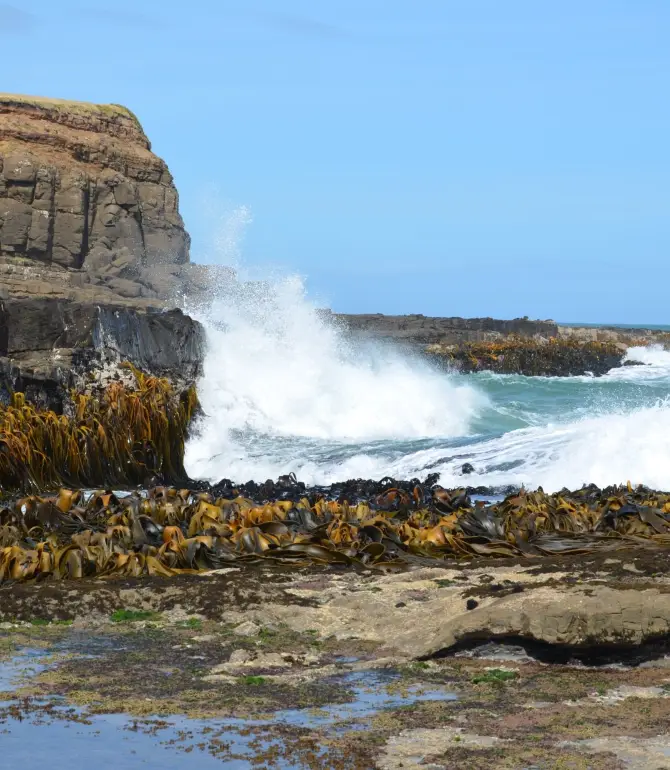 Curio Bay