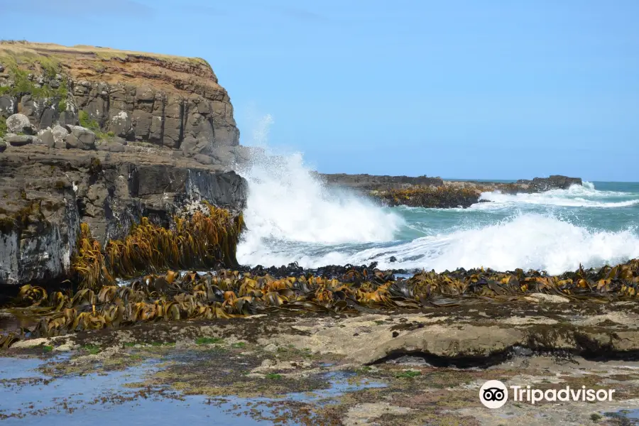 Curio Bay Natural Heritage Centre