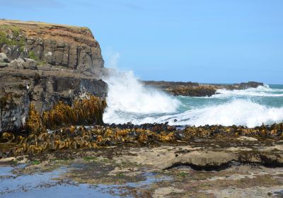 Curio Bay Natural Heritage Centre