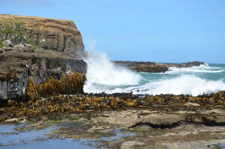 Curio Bay