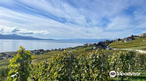 Lavaux Vineyard Terraces