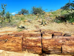 Petrified Forest