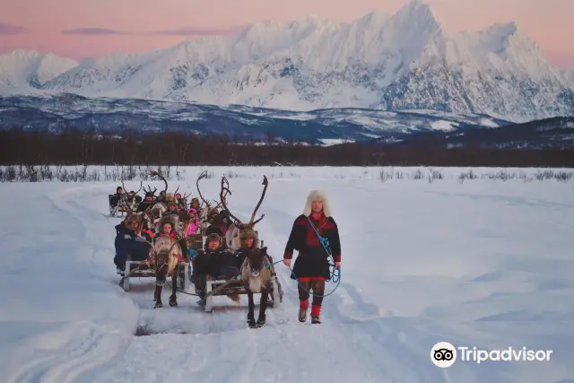 Snow Sledding in Tromso