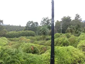 Glengarry Bush Maze