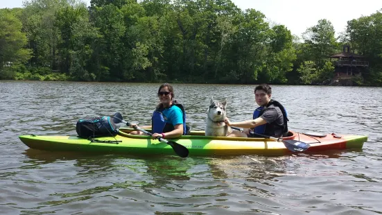 Penguin Paddling