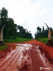 Okomu National Park