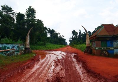 Okomu National Park