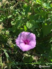 Hammock Hills Nature Trails