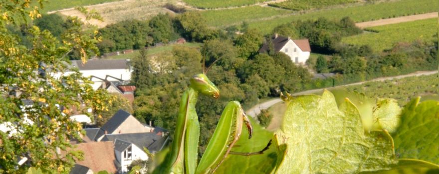 Sainte-Gemme-en-Sancerrois