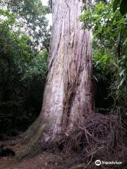 Talbot Forest Scenic Reserve