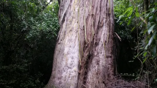 Talbot Forest Scenic Reserve