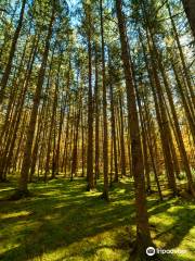 Seneca State Forest