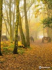 Snelsmore Common