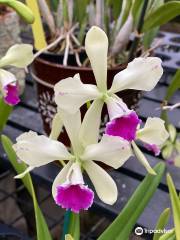 Kawamoto Orchid Nursery