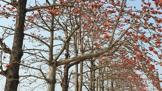 木棉花道