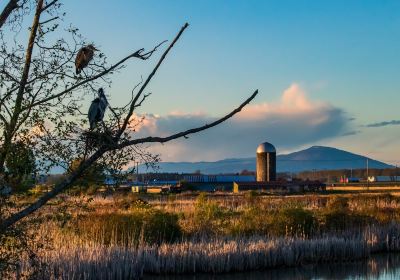 Skagit Wildlife Area-Wiley Slough