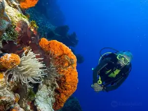 SeaPro Divers