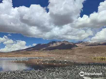 Quechua Connection 4wd