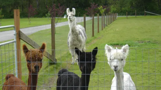 Sawdust Hill Alpaca Farm