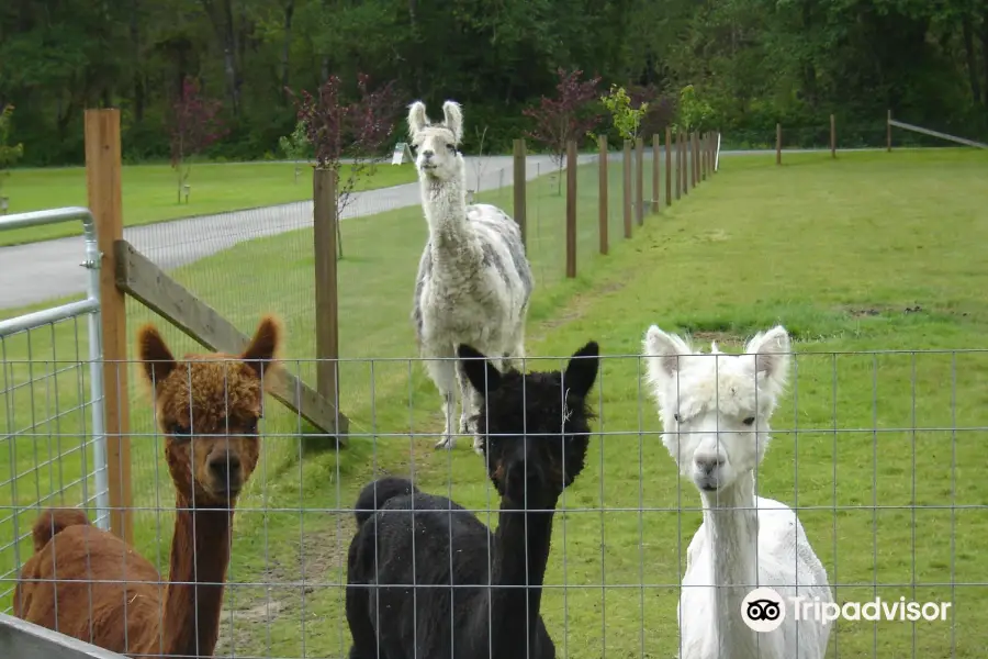 Sawdust Hill Alpaca Farm