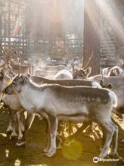 Kujala Reindeer Farm
