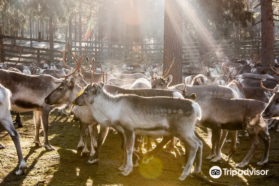 Kujala Reindeer Farm