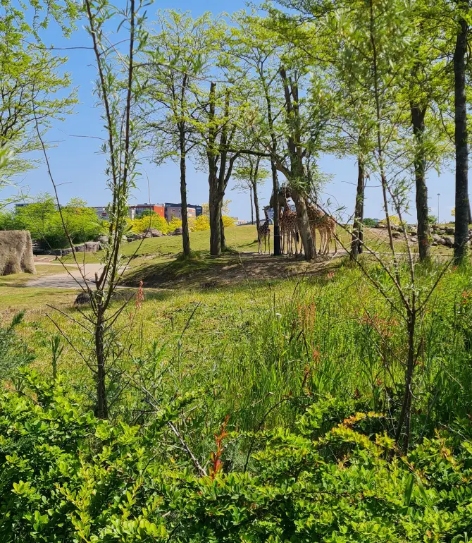 Emmen