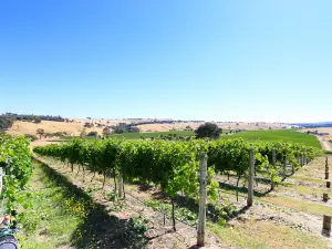 INDIGO VINEYARD