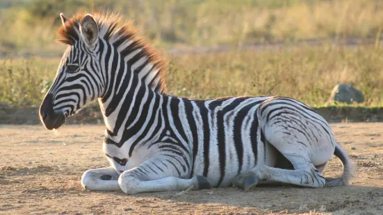 iMfolozi Game Reserve