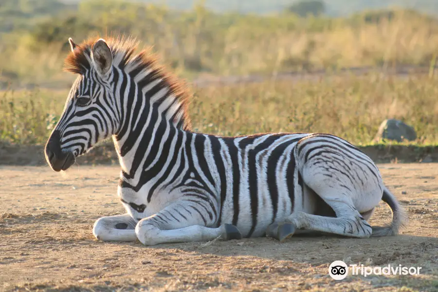 iMfolozi Game Reserve