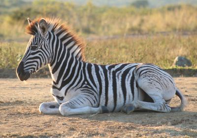 iMfolozi Game Reserve