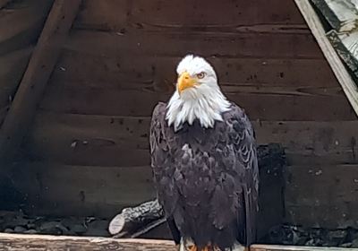 Rocher des Aigles