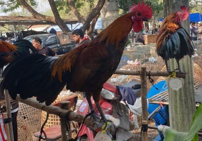 San-pa-tong buffalo market