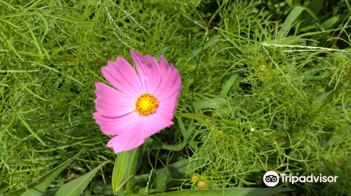 특별역사유적공원 사이토바루 고분군