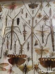 Museum of World Insects and Natural Wonders