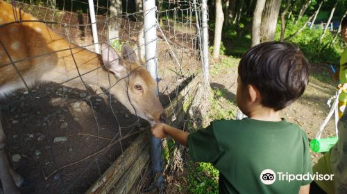 Abira Town Deers Park