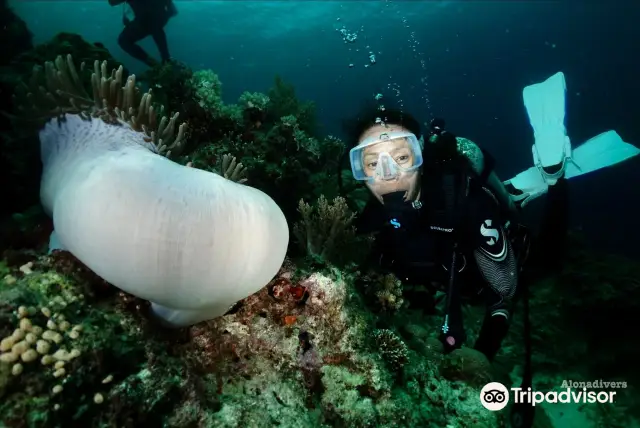 Scuba Diving in Panglao