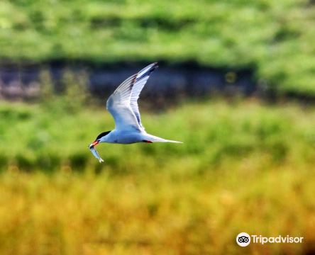 Teesmouth National Nature Reserve
