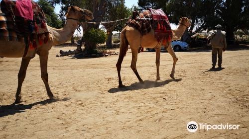 Swakopmund Camel Farm