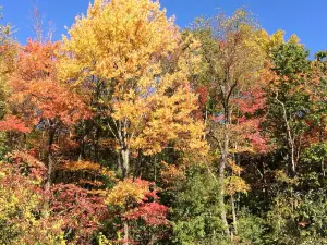 Bowman Orchards